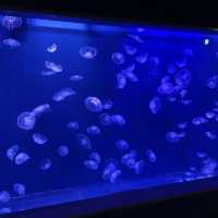 水族館も遊園地も両方楽しめる❣️王道観光スポット