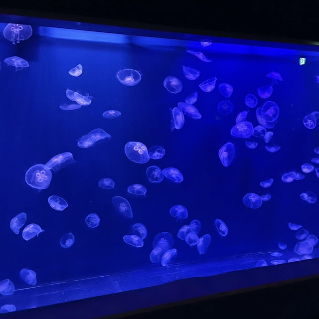 水族館も遊園地も両方楽しめる❣️王道観光スポット
