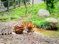 Summer Vacation at Dublin Zoo – A Wild Day in the Heart of the City