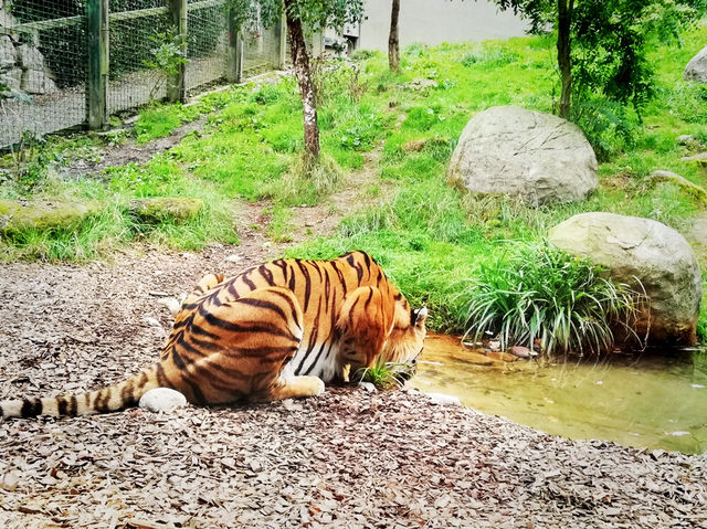 Summer Vacation at Dublin Zoo – A Wild Day in the Heart of the City