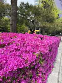 Seoul in Spring 2025 — A Moment to Remember 🌸
