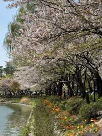 ชมวิวพ็อตกตที่มุมทะเลสาบ seokchon lake😍