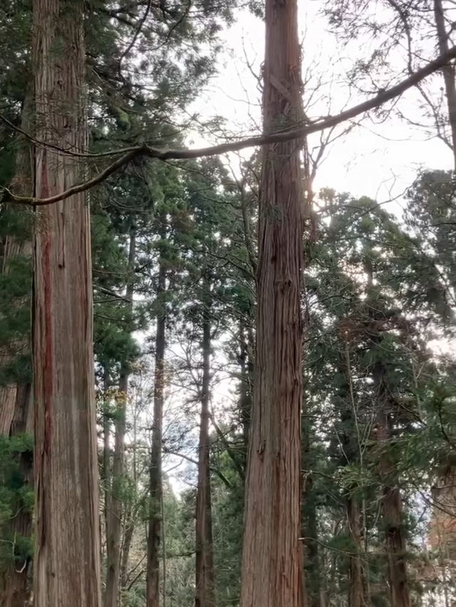 ⛩️長野・戸隠神社｜神秘の森に包まれた歴史あるパワースポット