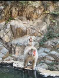 🐒長野・地獄谷野猿公苑｜温泉に浸かるサルたちの癒しスポット