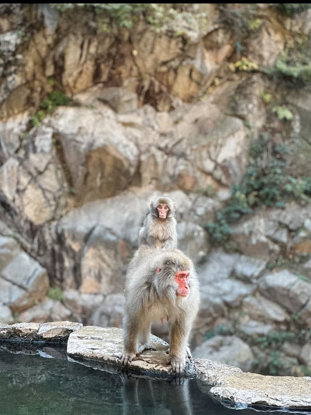 🐒長野・地獄谷野猿公苑｜温泉に浸かるサルたちの癒しスポット
