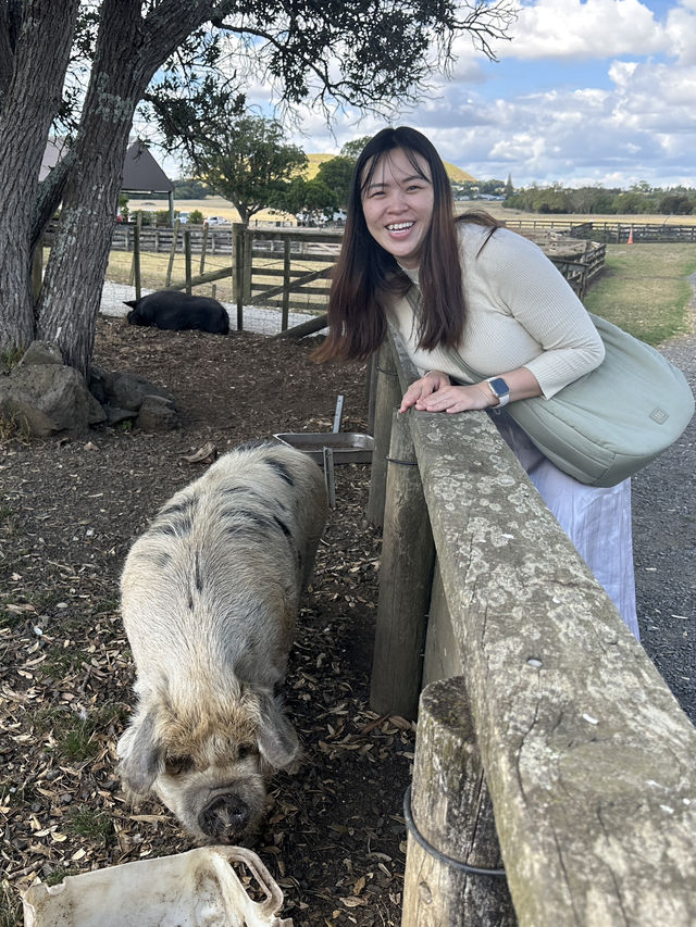 🇳🇿 Fluffy Friends & Open Fields – A Day at Ambury Regional Park