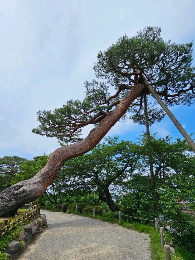 必訪日式庭園〔兼六園〕，四季皆美的百景之首