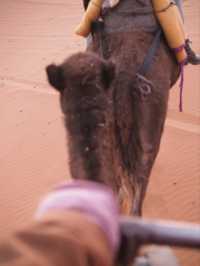 【サハラ砂漠🇲🇦】ラクダと砂漠と星空の旅🐪🌙