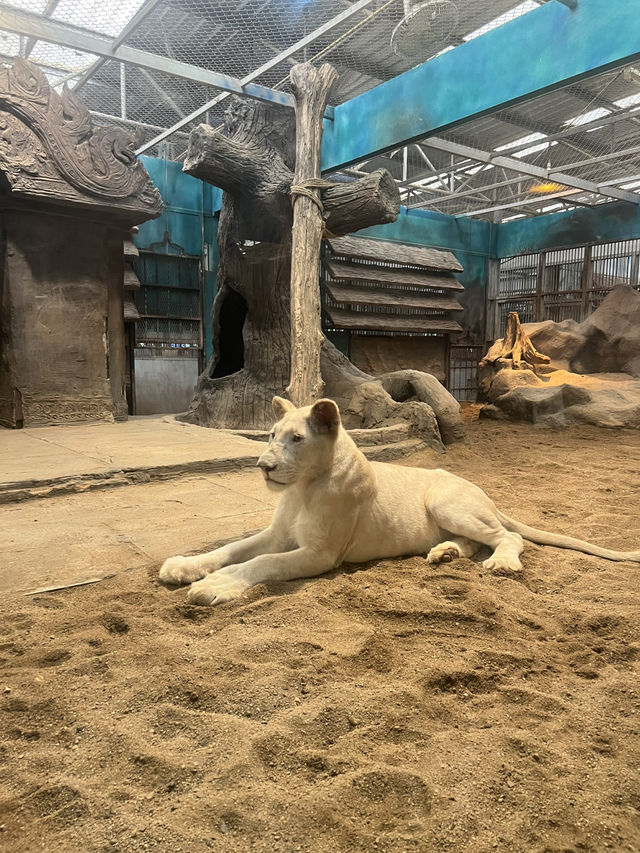 ไปหาน้องเอวา🐯ที่เชียงใหม่