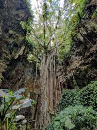 【太古の森で癒しの冒険】神秘の洞窟と森が広がる「ガンガラーの谷」