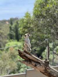 Adelaide Zoo – A Family-Friendly Wildlife Adventure in South Australia 🇦🇺🐼