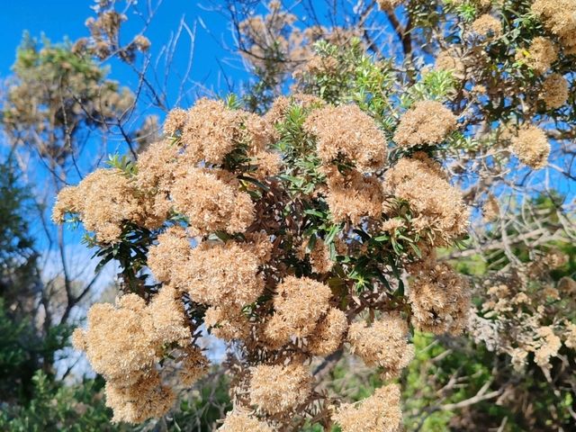 十二门徒岩（Twelve Apostles）——大洋路的象征