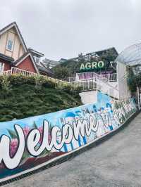 A Bloom Lover’s Paradise: Agro Market Cameron Highlands🌸