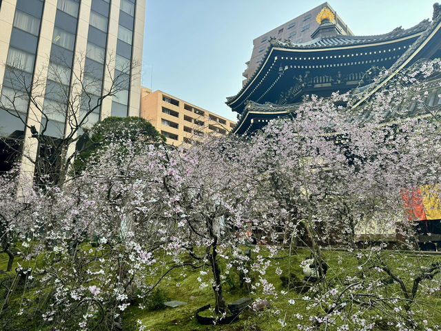 京都鬧市中的賞櫻名所🌸