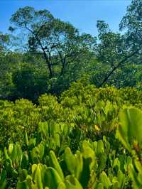 Mangroves, Boardwalks & Jungle