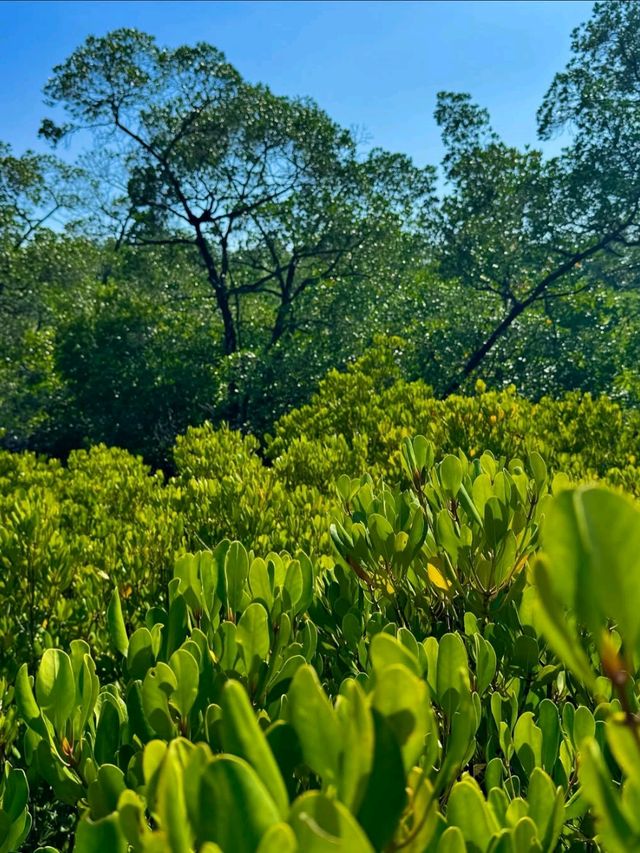 Mangroves, Boardwalks & Jungle
