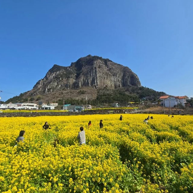 濟州漢拏山登山初體驗  