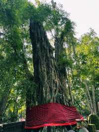 Guardians of the Forest: Ubud Monkey Forest’s Sacred Heart
