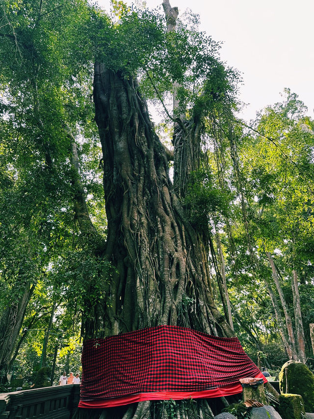 Guardians of the Forest: Ubud Monkey Forest’s Sacred Heart