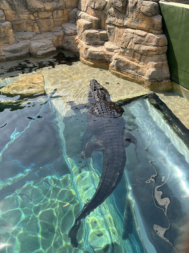 🐊 Face to Face with Giants in Darwin 🦎🌴