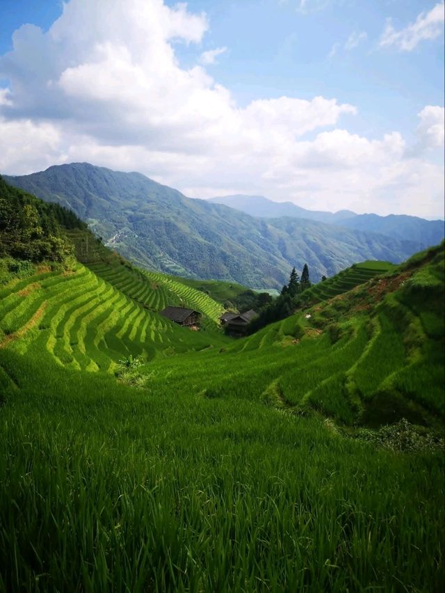 🌾"The Dragon’s Backbone Wonders”