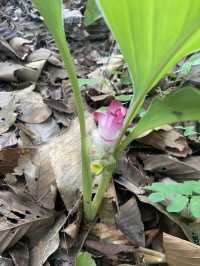 จุดชมวิวผาแดง ดอยกาน อำเภอบ้านโฮ่ง จังหวัดลำพูน
