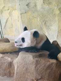 CHENGDU PANDA BASE · MEET CHINA’S LIVING NATIONAL TREASURES
