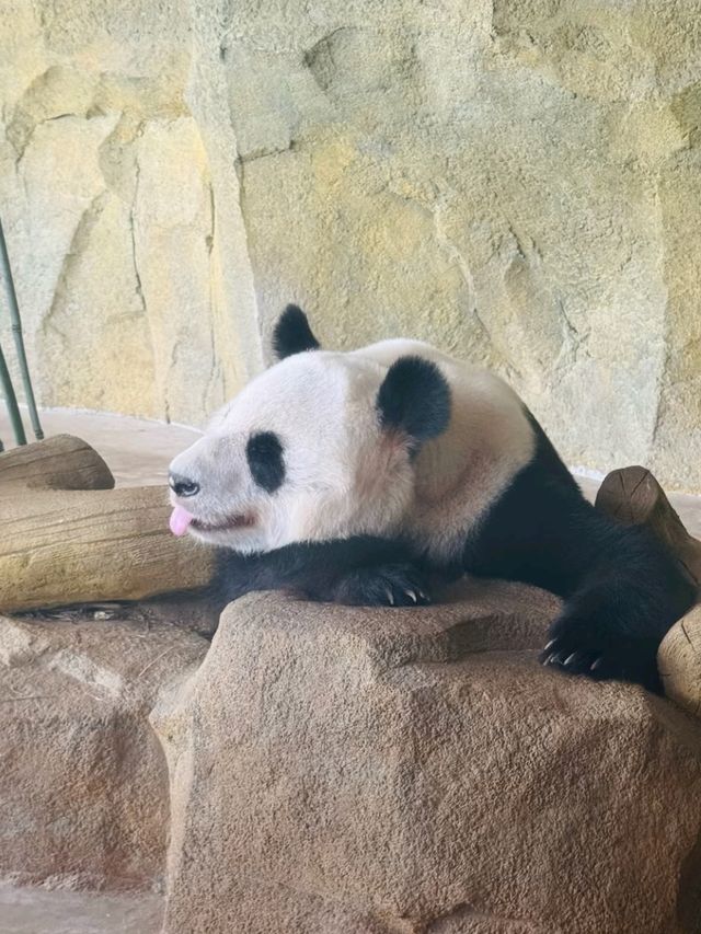 CHENGDU PANDA BASE · MEET CHINA’S LIVING NATIONAL TREASURES