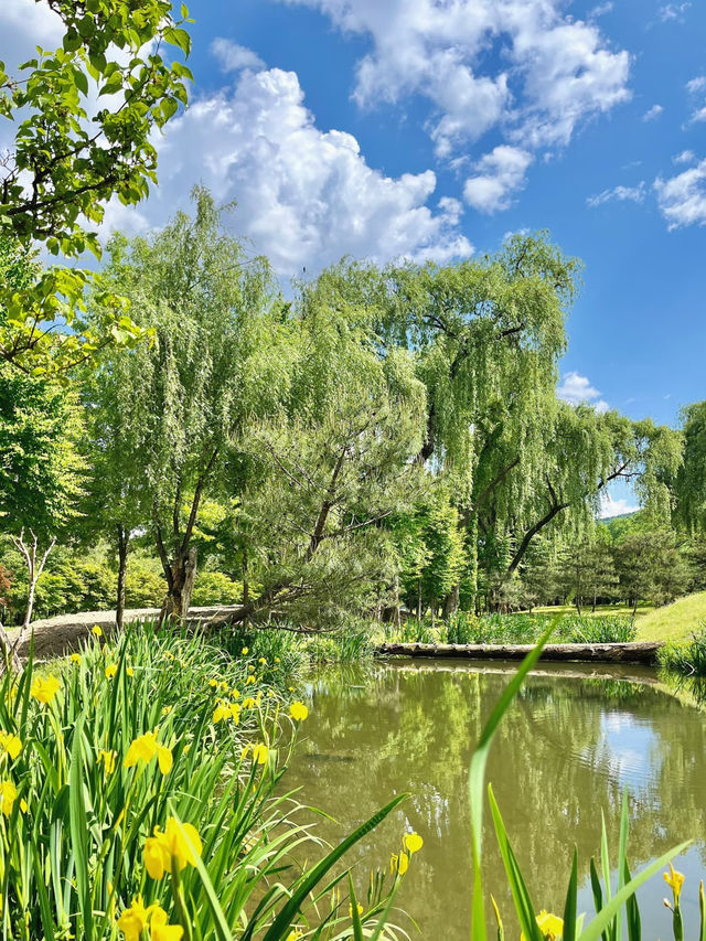 Live Your K-Drama Summer – A Slow Escape to Nami Island 🍃🎬