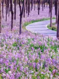🌸 Jiangfu Park’s Purple Spring Sea of Flowers (Erythronium Fields) – Full Guide & Live Report 🌿💜