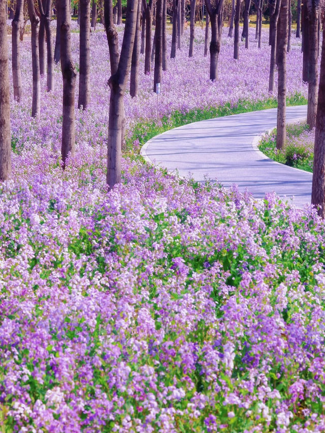 🌸 Jiangfu Park’s Purple Spring Sea of Flowers (Erythronium Fields) – Full Guide & Live Report 🌿💜