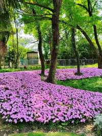 The Wetland That Taught Hangzhou to Breathe