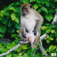 Monkey Beach  จ.กะบี่
