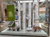 Oxford University Museum of Natural History: A Feast of Nature and History