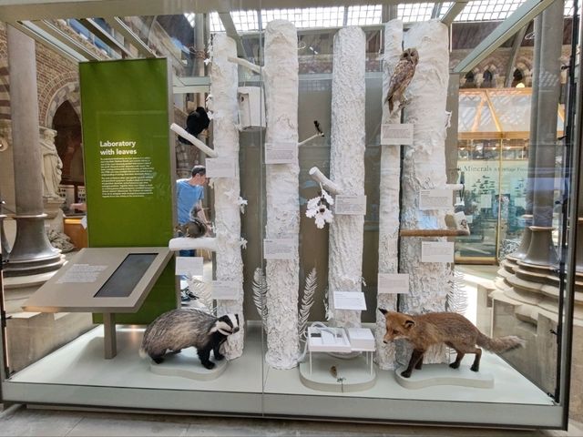 Oxford University Museum of Natural History: A Feast of Nature and History