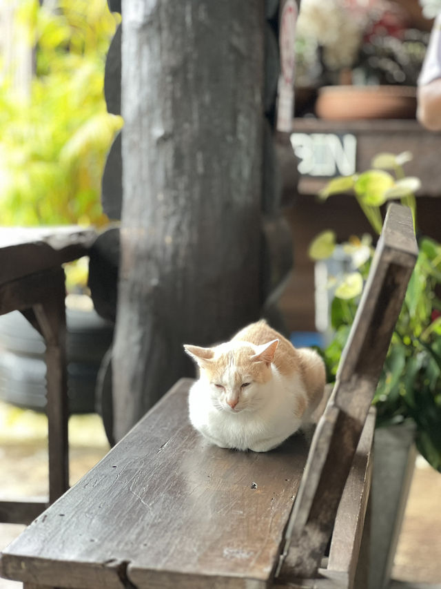แม่กำปองฉบับเร่งรีบ(ครึ่งวัน)