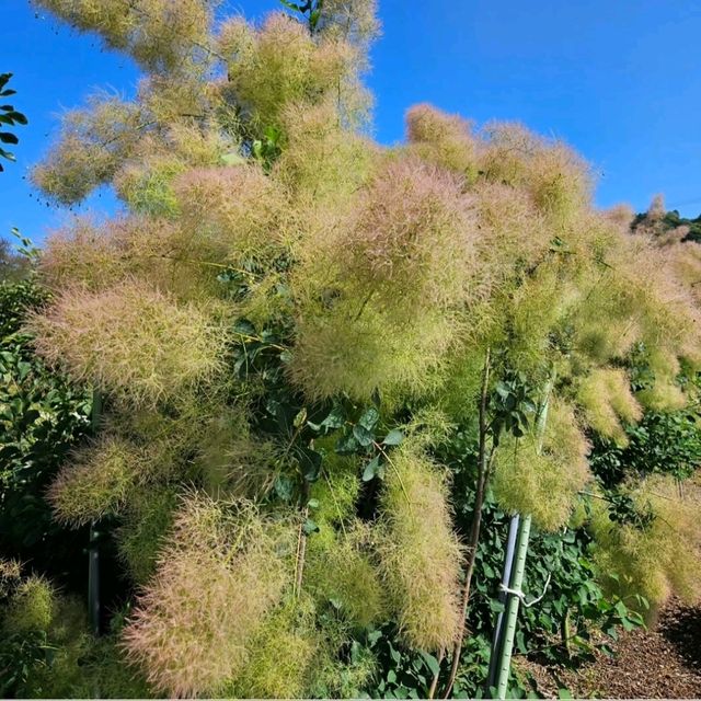 花と緑に包まれる、愛媛県花き総合指導センター🌸🌿