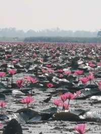 🪷Red Lotus Sea, Udonthani 🇹🇭
