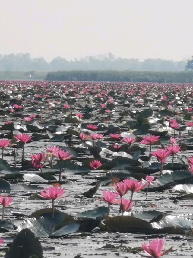 🪷Red Lotus Sea, Udonthani 🇹🇭 🪷Red Lotus Sea, Udonthani 🇹🇭