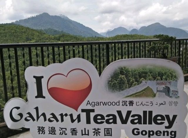 Gaharu Tea Valley – The Fragrant Forest Escape ✨🌿 Gaharu Tea Valley – The Fragrant Forest Escape ✨🌿