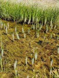 【インド・ラダック プガ温泉】天空の大地に湧き出る天然の恵み 