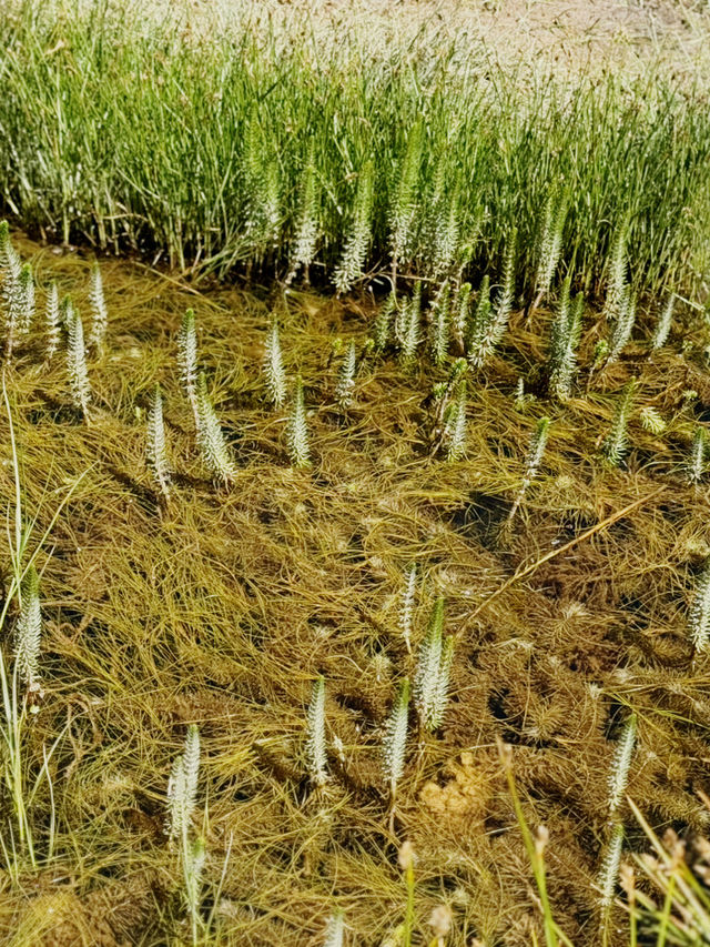 【インド・ラダック プガ温泉】天空の大地に湧き出る天然の恵み 
