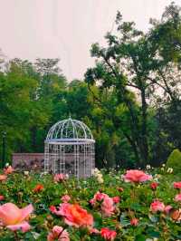 Zhongshan Park: Wuhan's Green Living Room