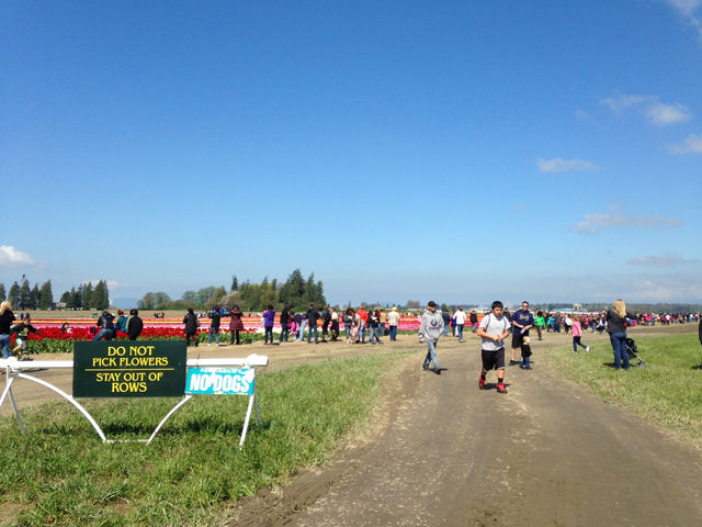 Skagit Valley Tulip Farm