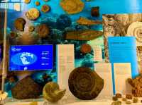 Lapworth Museum of Geology – A Journey Through Earth’s History