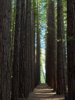 沃伯頓－高樹之地