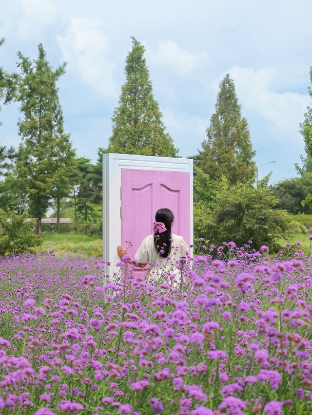 (실시간) 청주에 찾아온 보랏빛 버베나 꽃밭💜