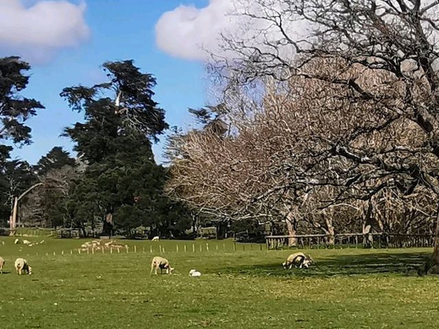 Cornwall Park & One Tree Hill 🌳