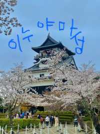 🏯 이누야마성에서 만난 일본 전통 감성 🌿