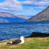 Ripples & Reflections: Sunshine Bay Serenity 